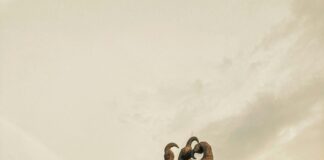 Giant Eagle Sheffield Village: Why Shoppers Can’t Stop Talking