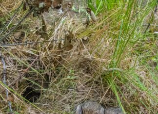 Bartholomew’s Cobble Sheffield MA: Discover Nature’s Hidden Gem!