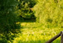 Sheffield’s Wine & Beer Garden: Discover The Ultimate Outdoor Escape