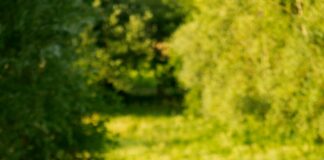 Sheffield’s Wine & Beer Garden: Discover The Ultimate Outdoor Escape