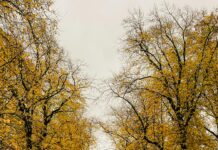 Sheffield Park: Discover Hidden Gems and Stunning Natural Beauty