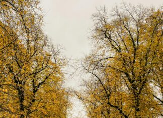 Sheffield Park: Discover Hidden Gems and Stunning Natural Beauty