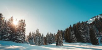 Middlesbrough Vs Sheffield Wed: Who Will Triumph In This Clash?