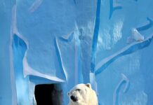 Arctic Monkeys Sheffield Tickets: Where To Find The Best Deals?