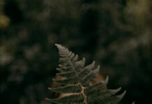 Bartholomew’s Cobble Sheffield: Discover Hidden Natural Wonders