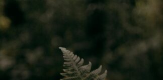 Bartholomew’s Cobble Sheffield: Discover Hidden Natural Wonders