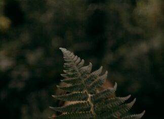 Bartholomew’s Cobble Sheffield: Discover Hidden Natural Wonders