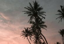 Barktown Sheffield: Discover The Ultimate Dog Lovers’ Paradise Today