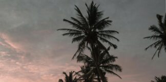 Barktown Sheffield: Discover The Ultimate Dog Lovers’ Paradise Today