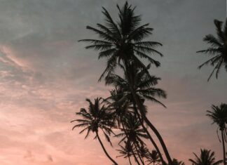 Barktown Sheffield: Discover The Ultimate Dog Lovers’ Paradise Today