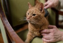 Sheffield Vet Secrets: How To Choose The Best Care For Pets