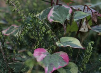 Sheffield Park Gardens: Discover Stunning Landscapes and Hidden Gems