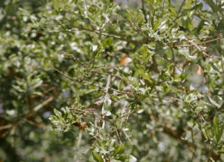 Sheffield Seeds: Discover Top Tips For Growing Healthy Plants