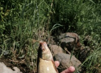 Bass Mazda Sheffield Village: Discover Unbeatable Deals and Service